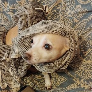 Meet your Posher, Casimir